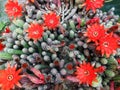 Aporocactus Royalty Free Stock Photo