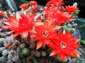 Aporocactus Royalty Free Stock Photo