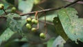 Aporusa lindleyana. The tree is harvested from the wild for medicinal purpose and for its edible fruits