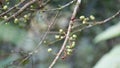 Aporusa lindleyana. The tree is harvested from the wild for medicinal purpose and for its edible fruits