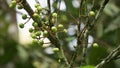 Aporusa lindleyana. The tree is harvested from the wild for medicinal purpose and for its edible fruits