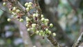 Aporusa lindleyana. The tree is harvested from the wild for medicinal purpose and for its edible fruits