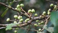 Aporusa lindleyana. The tree is harvested from the wild for medicinal purpose and for its edible fruits