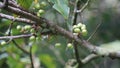 Aporusa lindleyana. The tree is harvested from the wild for medicinal purpose and for its edible fruits