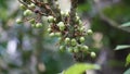 Aporusa lindleyana. The tree is harvested from the wild for medicinal purpose and for its edible fruits