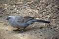 Apostile bird also known as the grey jumper, lousy jack or cwa bird