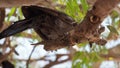 The apostlebird Struthidea cinerea, also known as the grey jumper, lousy jack or cwa bird is It is a native to Australia.