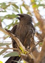 The apostlebird Struthidea cinerea, also known as the grey jumper, lousy jack or cwa bird is It is a native to Australia.