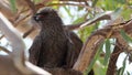 The apostlebird Struthidea cinerea, also known as the grey jumper, lousy jack or cwa bird is It is a native to Australia.