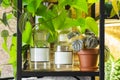 Apothecary or medical jars with plants on shelf Royalty Free Stock Photo