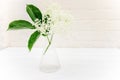 Apothecary test tube with a sample of elderberry flower for the manufacture of non-traditional phytomedicine