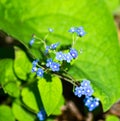 Appalachian Bluet, Houstonia serpyllifolia
