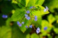 Appalachian Bluet - Houstonia serpyllifolia