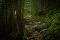 Appalachian Trail Blaze in Foggy Forest