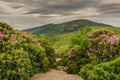 Appalachian Trail Cuts Through Rhododendron Garden