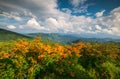 Appalachian Trail Flame Azalea Flowers Spring Mountains Scenic Landscape Photography Royalty Free Stock Photo