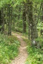 Appalachian Trail a Footpath Forest