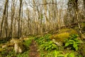 Appalachian Trail on Mount Rogers mountain in Virginia