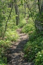 Appalachian Trail in the Mountains