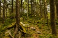 Appalachian Trail on Whitetop mountain in Virginia