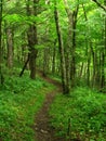 Appalachian Trail--Tennessee