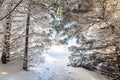 Appalachian Trail Winter Hike Royalty Free Stock Photo