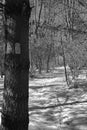 The Appalachian Trail in the Winter Royalty Free Stock Photo