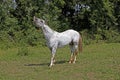 APPALOOSA Royalty Free Stock Photo