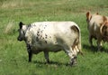 Speckle Park cow walks away towards field