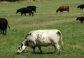 Speckled Park cow in cattle field in FingerLakes Royalty Free Stock Photo