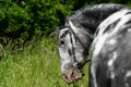 Appaloosa eating Royalty Free Stock Photo