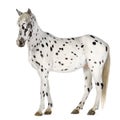 Appaloosa horse