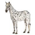 Appaloosa horse Royalty Free Stock Photo