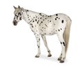 Appaloosa horse Royalty Free Stock Photo