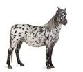 Appaloosa horse Royalty Free Stock Photo