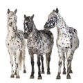 Appaloosa horse Royalty Free Stock Photo