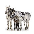 Appaloosa horse