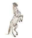 Appaloosa horse