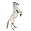 Appaloosa horse Royalty Free Stock Photo