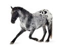 Appaloosa horse Royalty Free Stock Photo