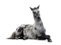 Appaloosa horse Royalty Free Stock Photo