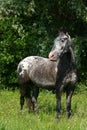 Appaloosa horse Royalty Free Stock Photo