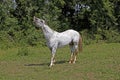 Appaloosa Horse, Adult Whinnying Royalty Free Stock Photo