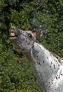 Appaloosa Horse, Adult Whinnying Royalty Free Stock Photo