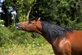 Appaloosa Horse, Adult Whinnying Royalty Free Stock Photo