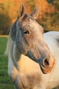 Appaloosa Horse Royalty Free Stock Photo