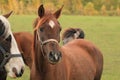 Appaloosa Horse Royalty Free Stock Photo