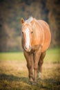 Appaloosa horse on the autumn meadow Royalty Free Stock Photo