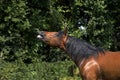 Appaloosa Horse in Flehmen