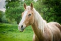 Appaloosa horse on the green meadow Royalty Free Stock Photo